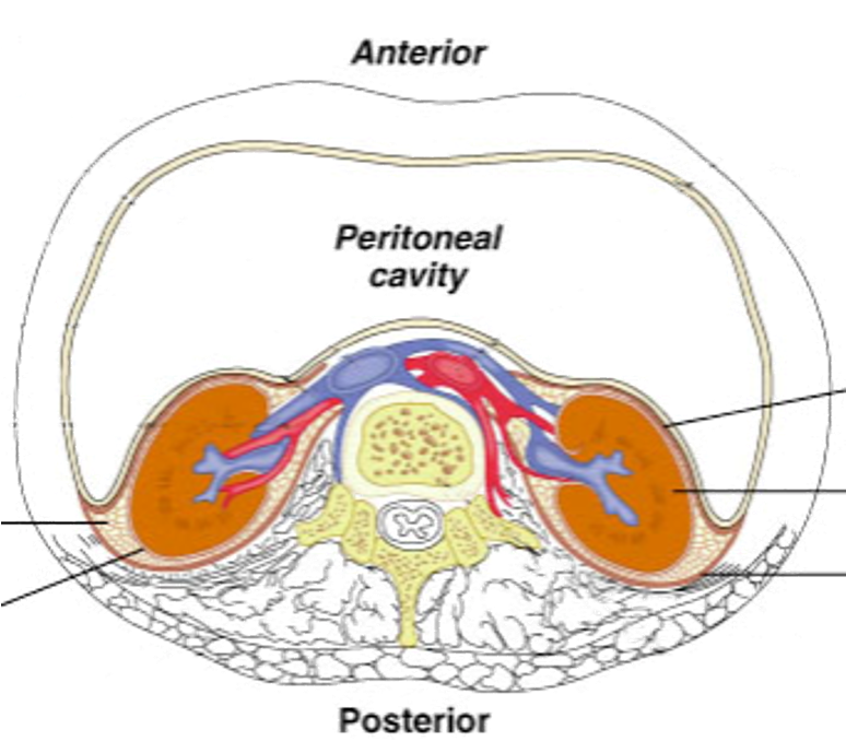 <p>lie behind the parietal peritoneum - surrounded by fat</p>