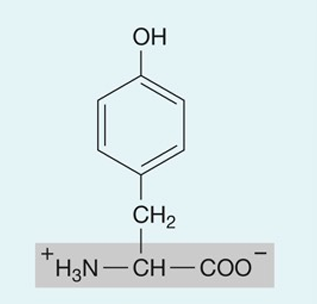 <p>hydrophillic</p>