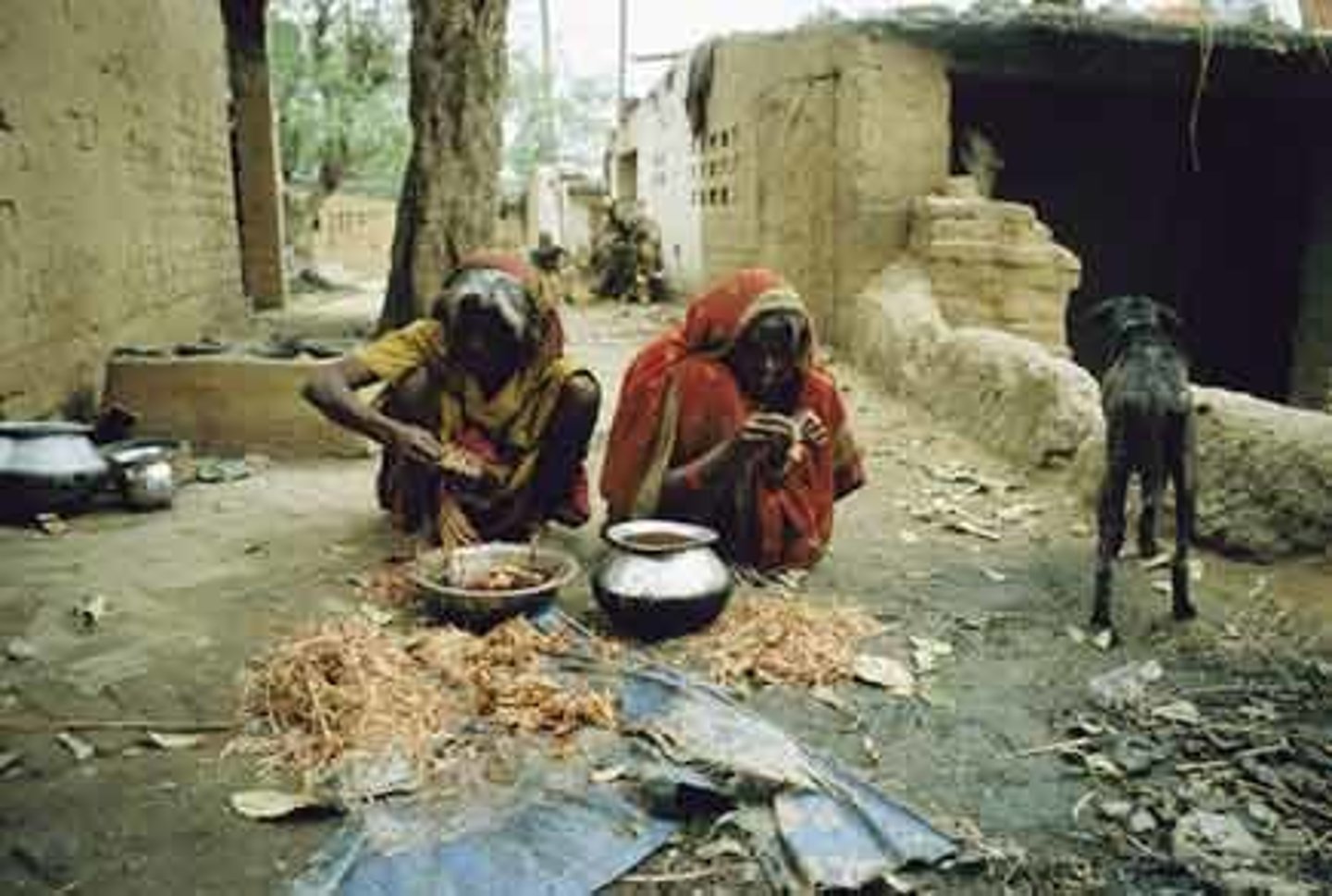 <p>De som har hamnat längst ner i hinduismens kastsystem och som kallas de oberörbara.</p>