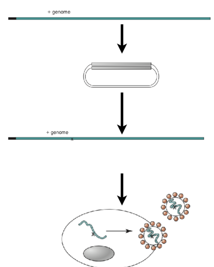 <ol><li><p>Reverse trascribe viral genome and insert into vector (mutations)</p></li></ol><ul><li><p>Can make mutations at this step via standar molecular biology techniques </p></li></ul><ol start="2"><li><p>Transcribe the RNA using a DNA dependent RNA polymerase </p></li></ol><ul><li><p>Often use a phage polymerase (T7) becuase they are small, robust, and have little regulatory requirements.</p></li></ul><ol start="2"><li><p>Get mRNA into cells and recover virus.</p></li></ol><ul><li><p>Either transfect or electroporate to get mRNA inside mammalian cell. </p></li></ul><p></p>