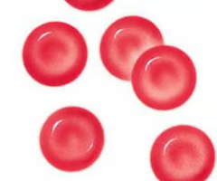 <p>Transport oxygen around the body.</p><ul><li><p>flattened biconcave shape increases SA:V ration, optimising diffusion of oxygen into cell</p></li><li><p>no nucleus or many other organelles, increasing space for haemoglobin</p></li><li><p>flexible so can squeeze through narrow capilaries</p></li></ul><p></p>