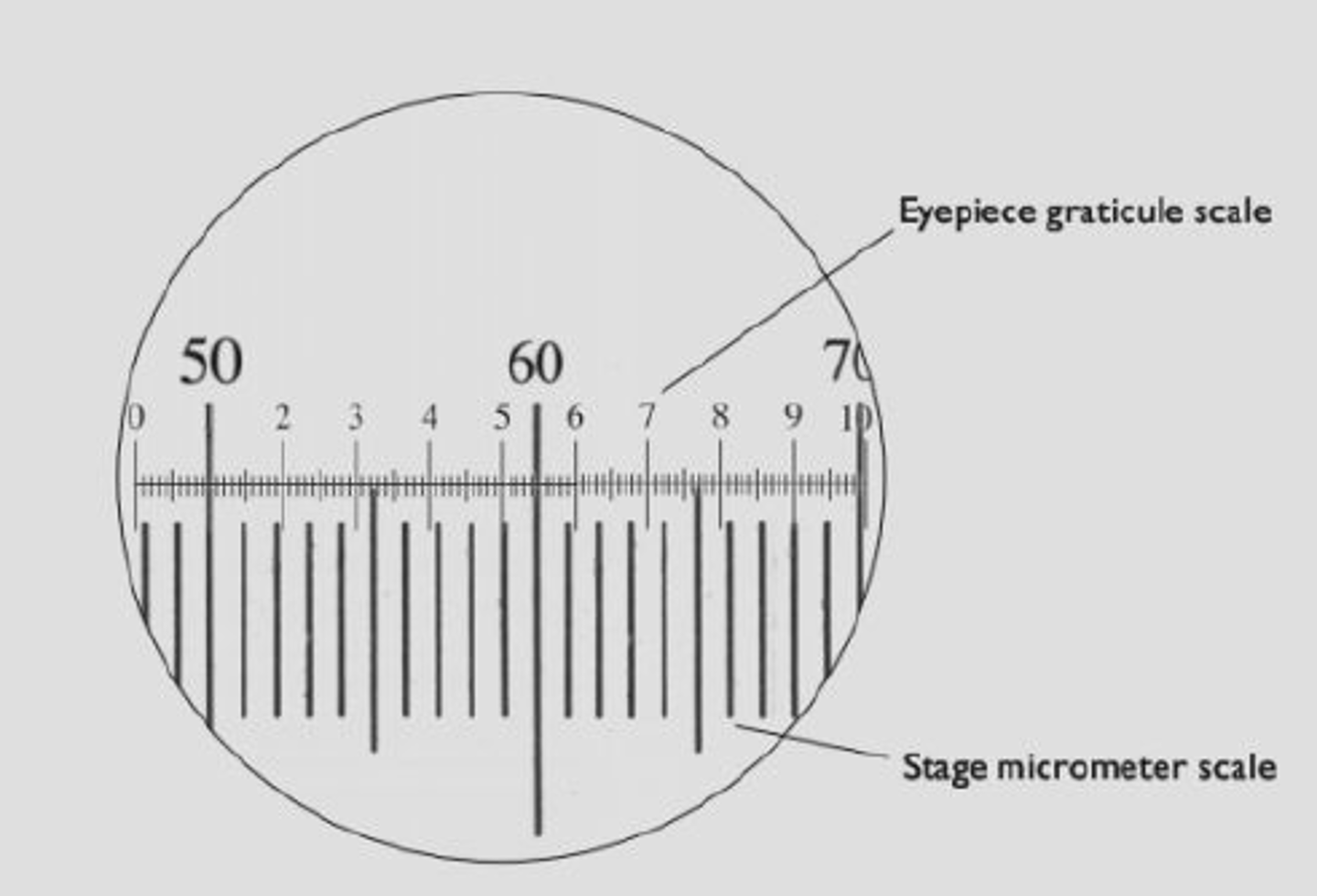 <p>A scale with many divisions that is printed on to the eyepiece lens to measure an object's size</p>