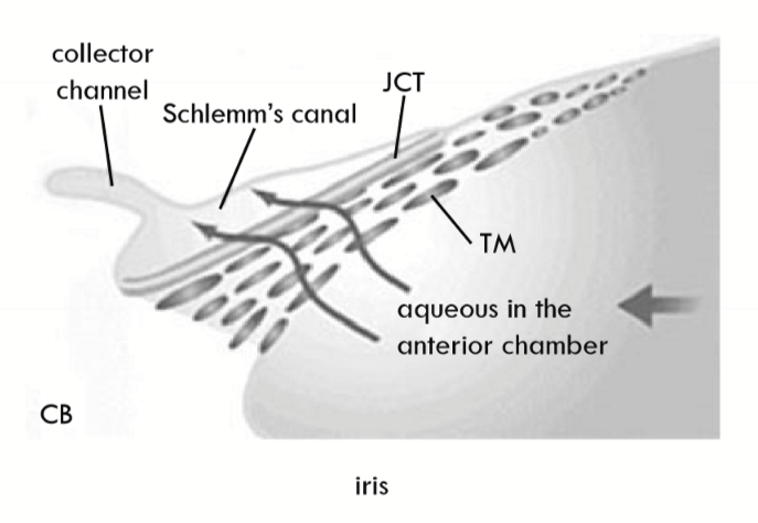<p>Uveal meshwork → corneoscleral meshwork → JCT → Giant Vacuole → Schlemm’s canal</p>