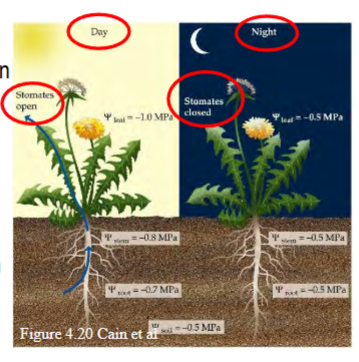 <p>they regulate when their stomata are open (daytime) and closed (nighttime)</p><p></p><p>daytime: dehydration</p><p>stomata open to let CO2 in and O2 out</p><p>evaporative water loss > uptake through roots (except in very humid air)</p><p></p><p>nighttime: rehydration</p><p>stomata mostly close</p><p>evaporation slows → water loss < uptake through roots</p>