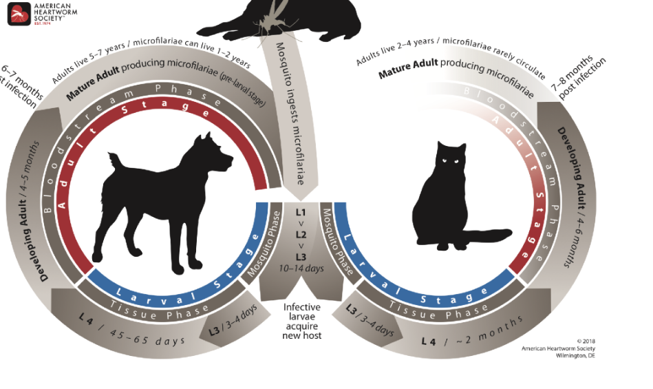 <p>heartworm</p>
