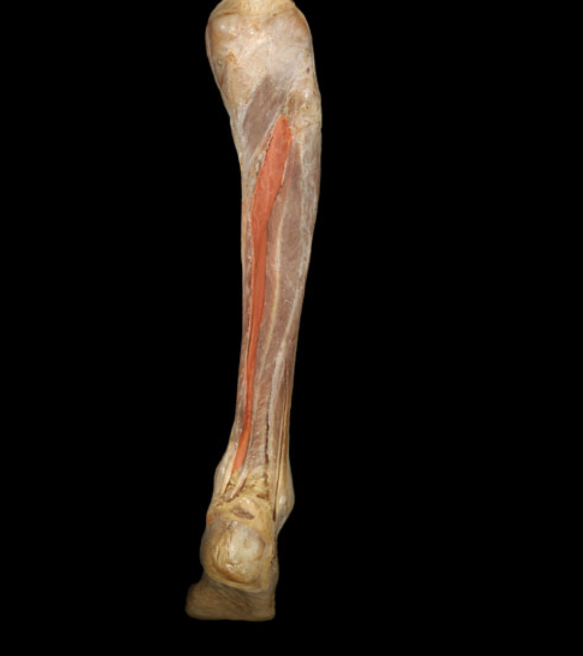 term image