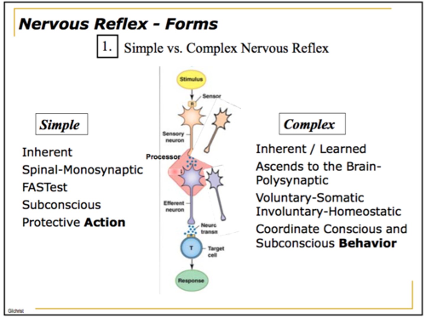 <p>complex reflexes</p>