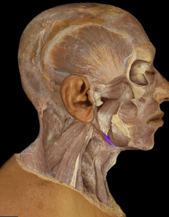 <ul><li><p>Action: Elevation of hyoid bone</p></li><li><p>Origin: Styloid process of temporal bone</p></li><li><p>Insertion: Hyoid bone</p></li><li><p>Innervation: Facial nerve (CN VII)</p></li></ul><p></p>