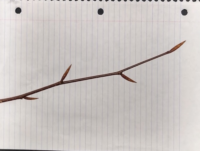 <p>Longest bud 3/4-1” long w/overlapping scales - almost thorn-like</p>