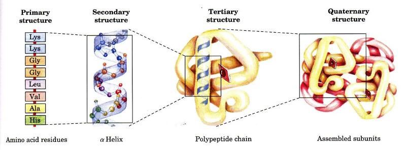 <p>The primary structure consists of amino acids connecting through peptide bonds.</p><p>The secondary structure consists of the amino acid backbone bonding through hydrogen bonds.</p><p>The tertiary structure consists of R groups (side chains) that bond together and fold into a 3D structure. This level consists of several possible bonds, including H bonds, disulfide bonds, ionic bonds, and van der Waals forces.&nbsp;</p><p>The quaternary structure consists of multiple tertiary structures bonding together with one another.&nbsp;This level consists of the same interactions as the tertiary level.</p>