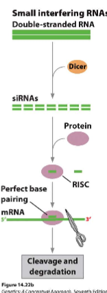 <p>euk, cis, translation, 21-25 bp</p><p>DICER cuts mRNA into siRNA which binds with RISC which binds siRNA to target mRNA in a perfect binding format resulting in degradation</p>