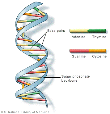 <p>DNA Structure</p>