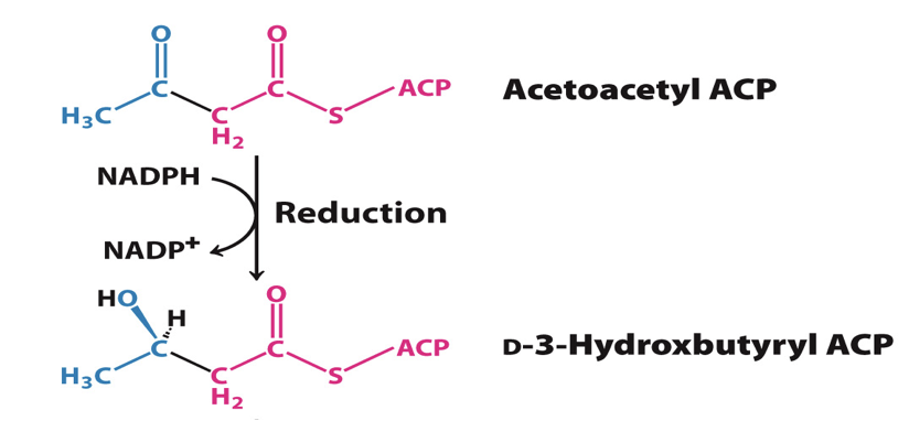 <p>The second reaction is the reduction of the carbonyl group by a reductase </p><ul><li><p>enzyme= 3-ketoacyl-ACP reductase </p></li><li><p>NADPH is the electron donor </p></li><li><p>reaction converts keto group to hydroxyl group at carbon-3</p></li><li><p>product: D-3-hydroxybutyryl ACP</p></li></ul><p></p>