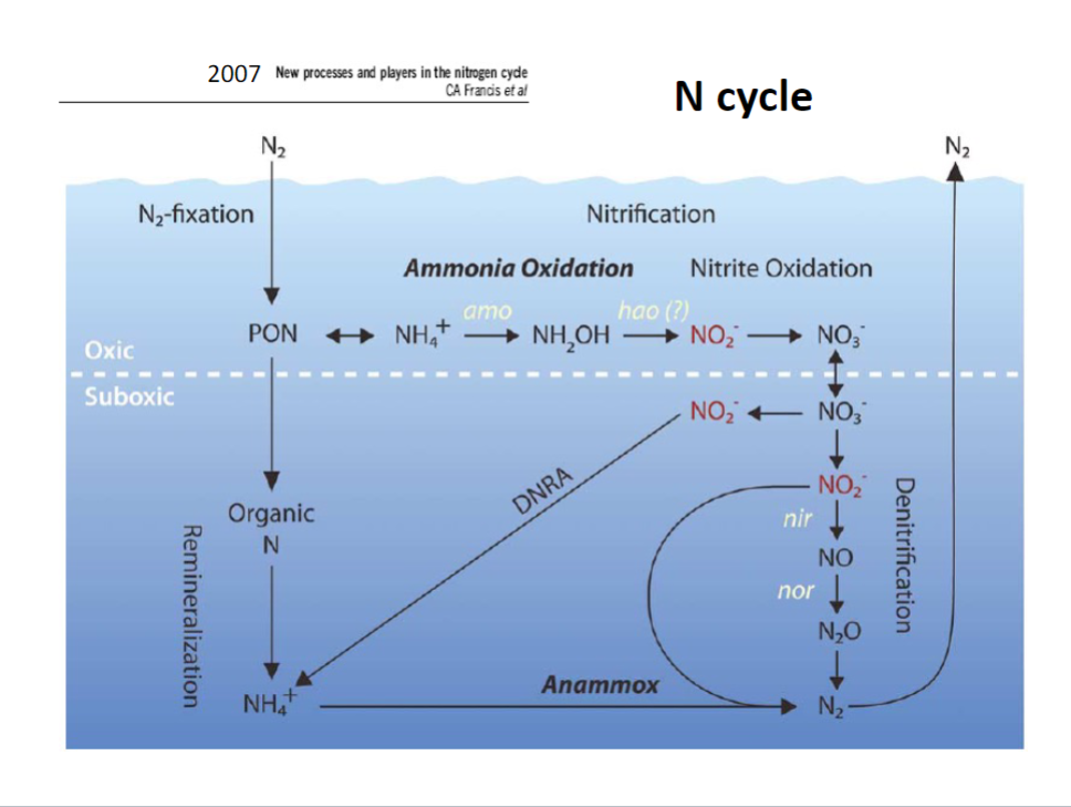 <p>-N2 fixation</p><p>-Nitrification: ammonia and nitrate oxidation</p><p>-Denitrification</p><p>-DNRA</p><p>-Anammox</p>