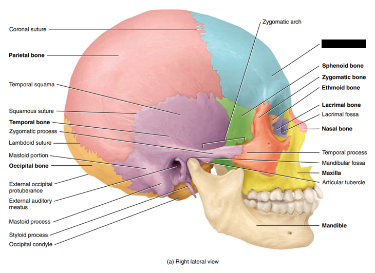 <p>State and identify what part of the cranial bone is being pointed out and censored. (hint: a type of cranial bone)</p>