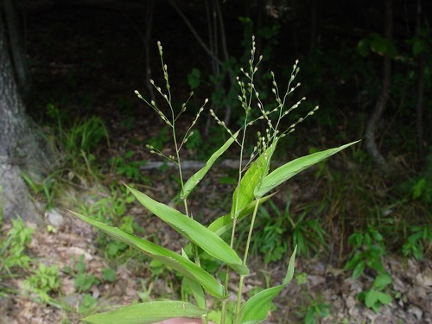 <p>Native</p><p>Grass</p><p>Grainivors/small mammals/<strong>deer mice</strong></p>