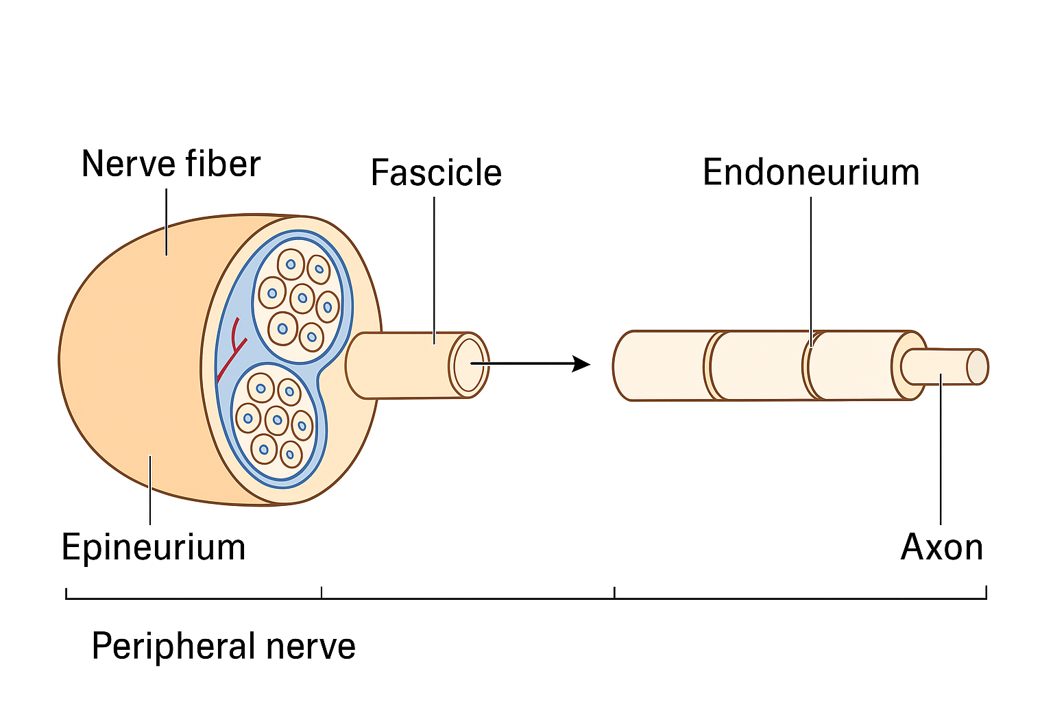 <p>What is an Axon?</p>