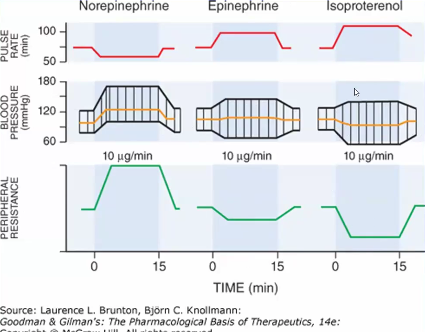 <ul><li><p>NE: ↑PVR↑BP↓Initial pulse rate due to reflex bradycardia</p></li><li><p>EPI: ↓PVR~same BP ↑Pulse rate</p></li><li><p>Isoproterenol:  ↓PVR ↓BP↑Pulse rate due to reflex tachycardia</p></li></ul><p></p>