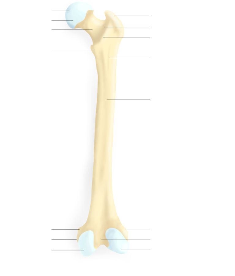 <p>Where is the lesser trochanter?</p>