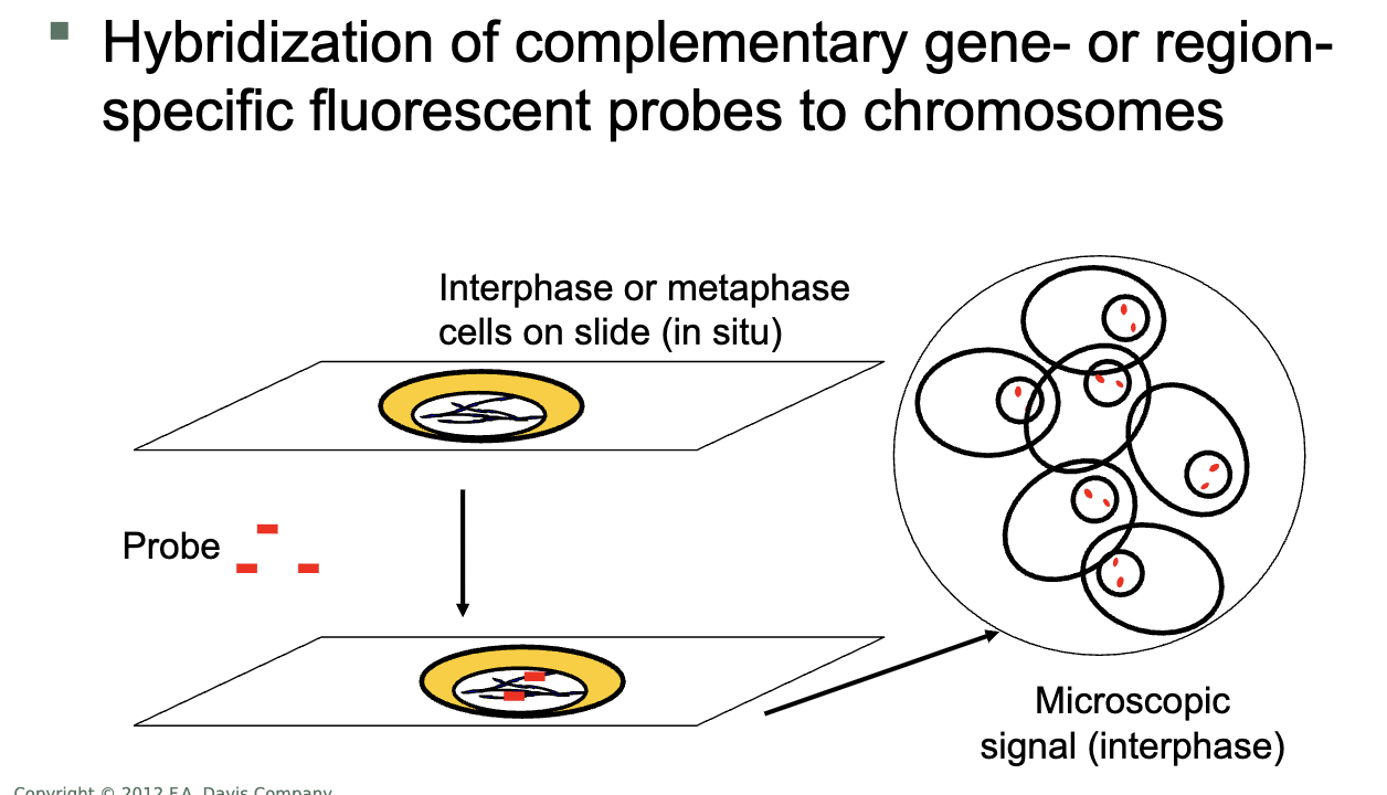 <ul><li><p>probe: DNA</p></li><li><p>target: DNA</p></li><li><p>metaphase chromosomes or interphase nuclei </p></li><li><p>probes. fluorescent labeled </p><ul><li><p>various types of probes used</p></li></ul></li><li><p>detect chromosomal abnormalities</p><ul><li><p>translocations, deletions, aneuploidies</p></li><li><p>detect and/or monitor a disease</p></li></ul></li></ul><p></p>