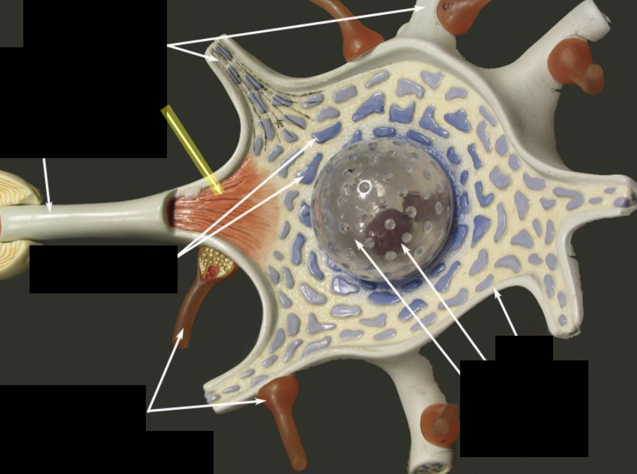 <p>What part of the neuron is this?</p>
