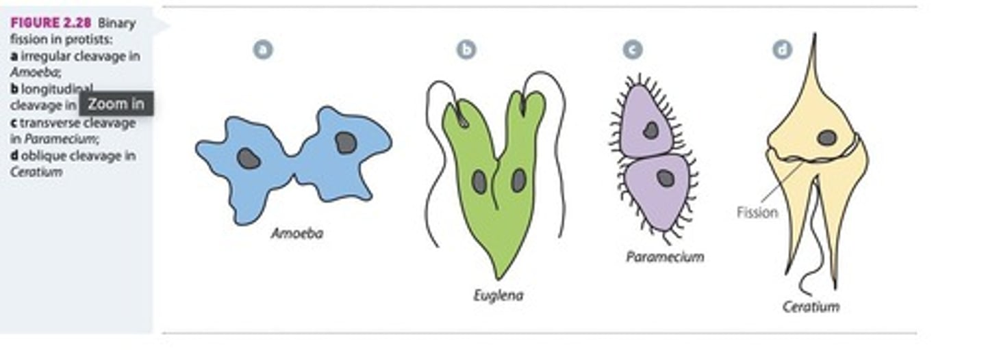 <p>A form of asexual reproduction where a parent cell divides into two genetically identical daughter cells of equal size.</p>