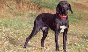<p><strong>a type of dog used for hunting</strong></p><p><br></p>