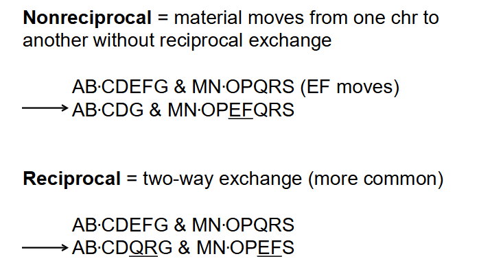 <p>Translocation Types</p>