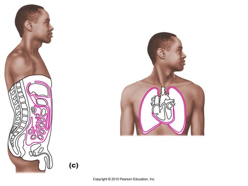 <p>produce a thin watery liquid (serous fluid) that lubricates organs (decrease friction)</p>