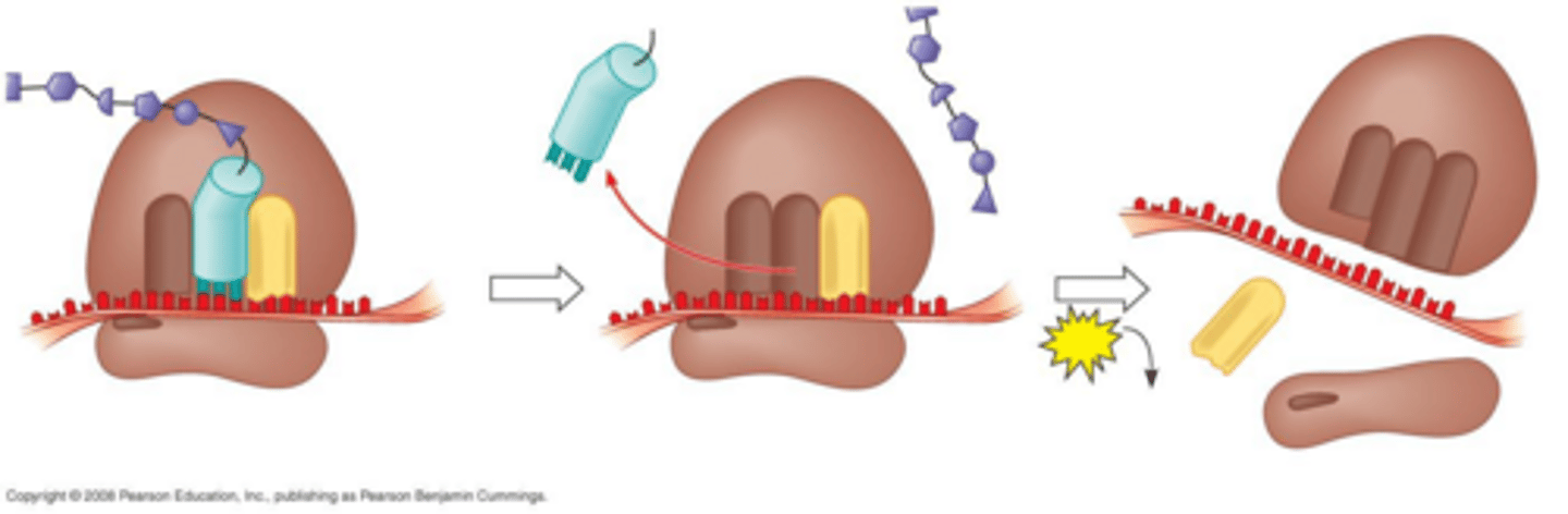 <p>Initiation, Elongation, and Termination.</p>