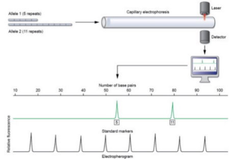 <p>Short tandem repeats used for DNA profiling (identifying individuals)</p>