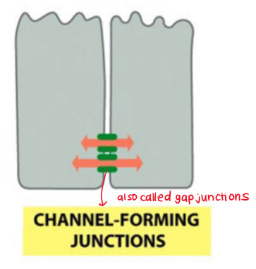 <ul><li><p>signalling by plasma-membrane attached proteins</p></li><li><p>cells must be touching </p></li><li><p>bidirectional signalling via <strong>gap junctions</strong></p></li></ul>