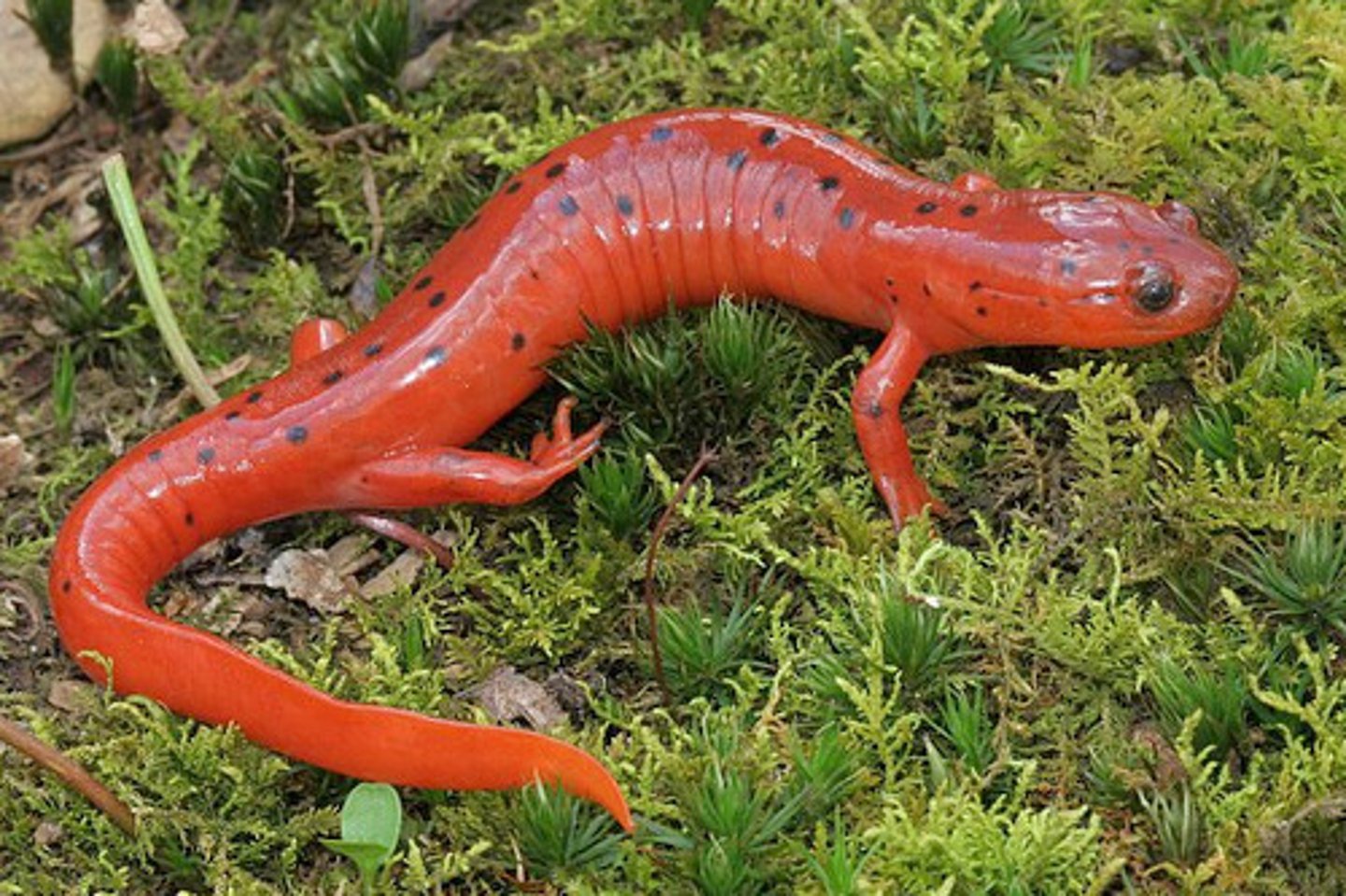 <p>What salamander has:</p><p>- A red orange color with spread out, separated, defined black dots</p><p>- Sometimes, spots on the belly</p><p>- A slightly keeled, relatively short tail</p><p>- Black eyes</p><p>- A large range that encapsulates most of GA except for the north (lowland species; semi-aquatic as adults)</p><p>- The ability to produce toxic skin secretions</p>