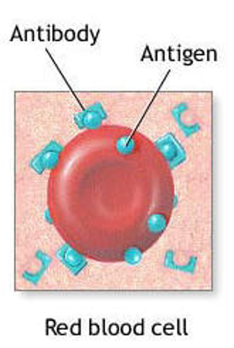 <p>Substance on a RBC that triggers a protective defense mechanism called an immune response</p>