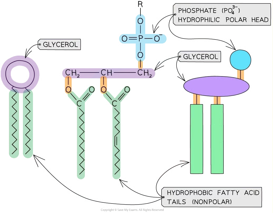 <p>2 fatty acids + 1 glycerol + 1 <strong>phosphate</strong><span><span> ion (PO</span></span><sub>4</sub><sup>3-</sup><span><span>) → 1 phospholipids</span></span></p><ul><li><p>phosphate → polar → hydrophilic</p></li><li><p>fatty acid → non-polar → hydrophobic</p></li></ul><p>=&gt;&nbsp;<strong>amphipathic</strong><span><span> (they have both hydrophobic and hydrophilic parts) so they form&nbsp;</span></span><strong>monolayers or bilayers</strong><span><span> in water</span></span></p><p></p>