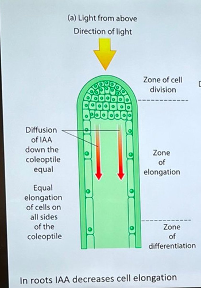 <p>- zone of cell division</p><p>- zone of elongation</p><p>- zone of differentiation</p>