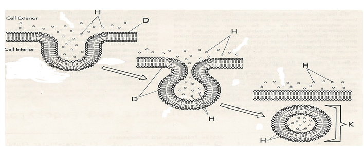 <p>What is this diagram representing? What is H, D, K?</p>