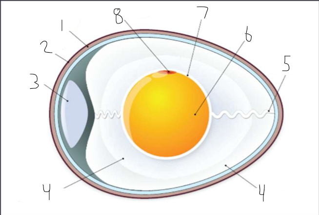 <p>Label the parts of the egg</p>