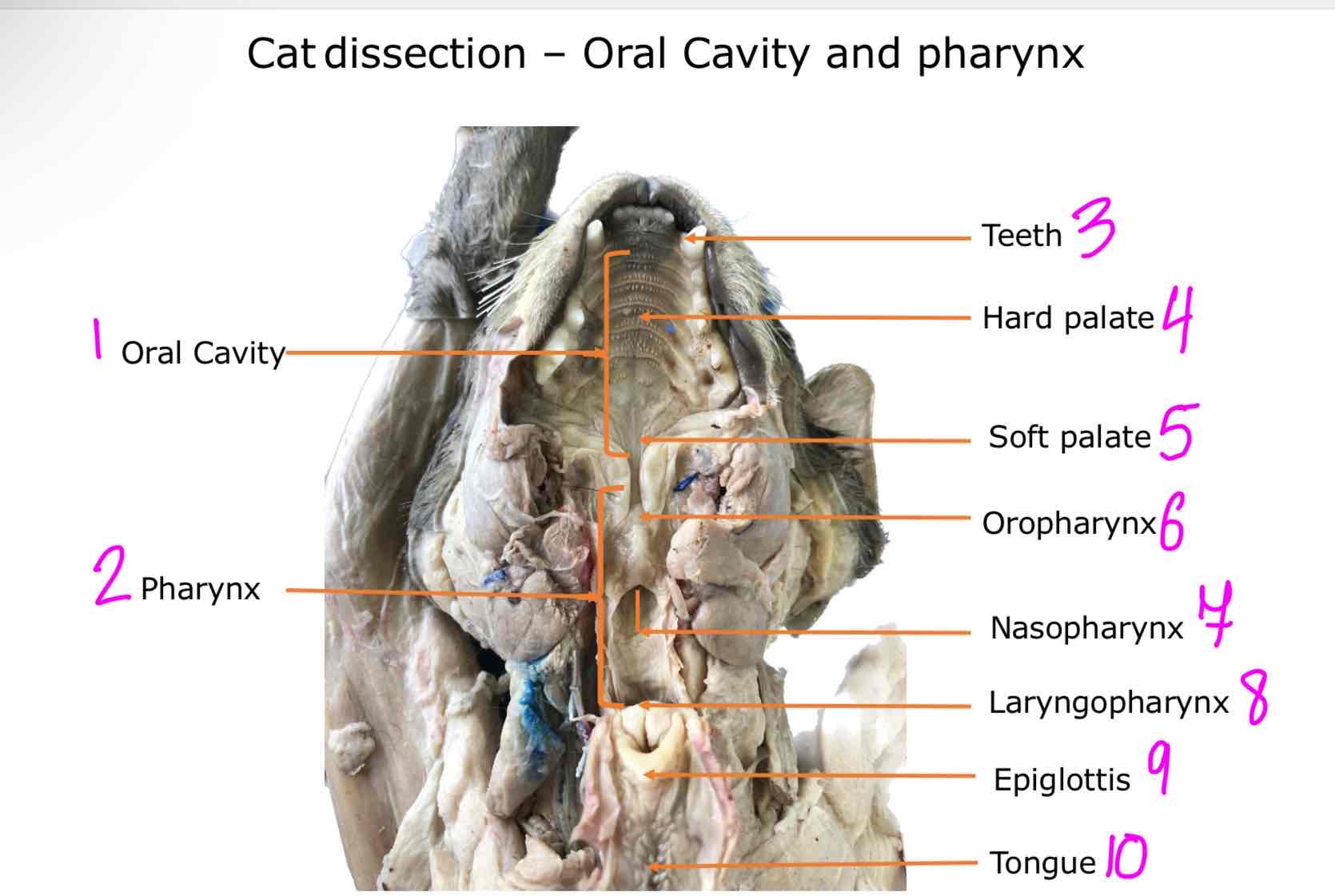 <ol><li><p>Oral cavity</p></li><li><p>Pharynx</p></li><li><p>Teeth</p></li><li><p>Hard palate</p></li><li><p>Soft palate</p></li><li><p>Oropharynx</p></li><li><p>Nasopharynx</p></li><li><p>Laryngopharynx</p></li><li><p>Epiglottis</p></li><li><p>Tongue</p></li></ol>