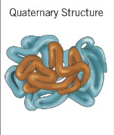 <ul><li><p>The linking together of a number of polypeptide chains Ex: hemaglobin (has 4 subunits)</p></li></ul>