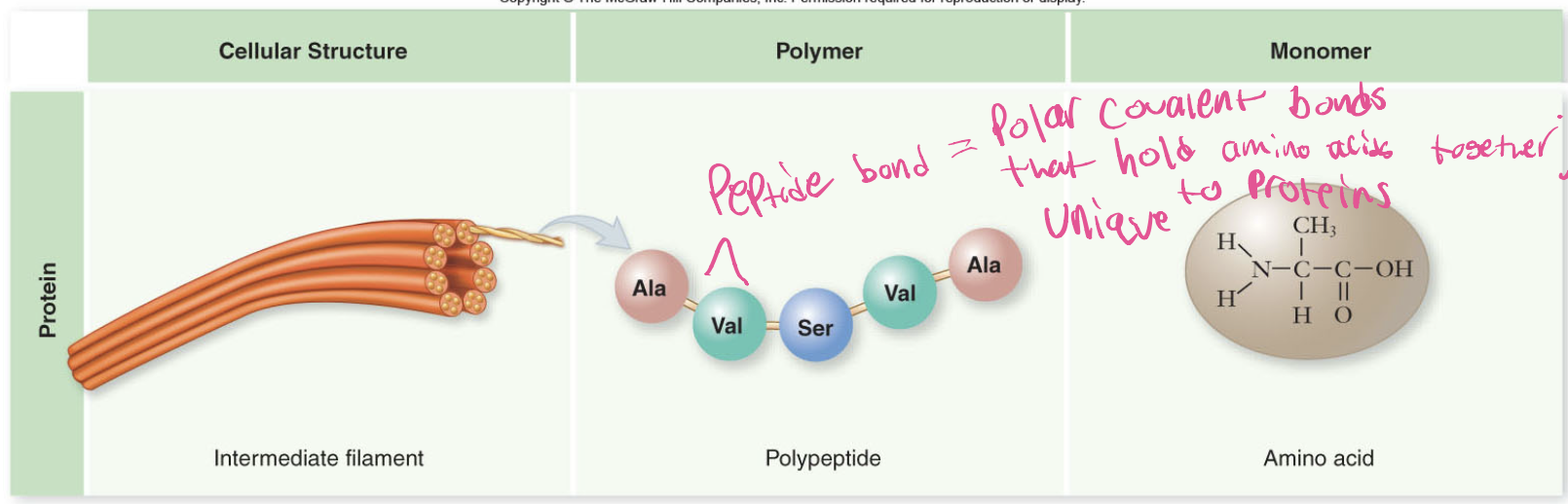 <p>Polar covalent bond that holds amino acids together; each unique to proteins which determines their structure and function.</p>
