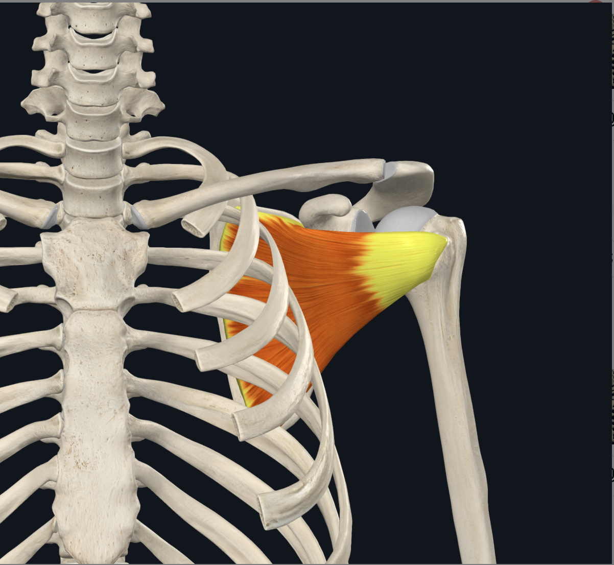 <p>lesser tubercle of the humerus</p>