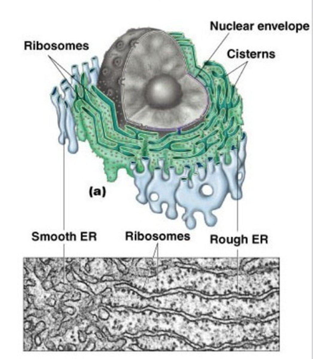 <p>a network of tubules surrounding the nucleus</p><p>- two types: Rough ER and Smooth ER</p>