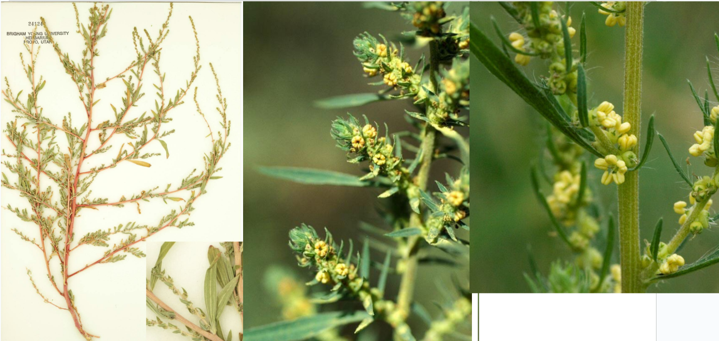 <p>star fruit on leaf axil.</p><p>Flatter, linear leaves with 3-5 prominent veins. </p><p>long, sparse hairs</p><p>striated bark</p><p><u>herbaceous base</u></p>