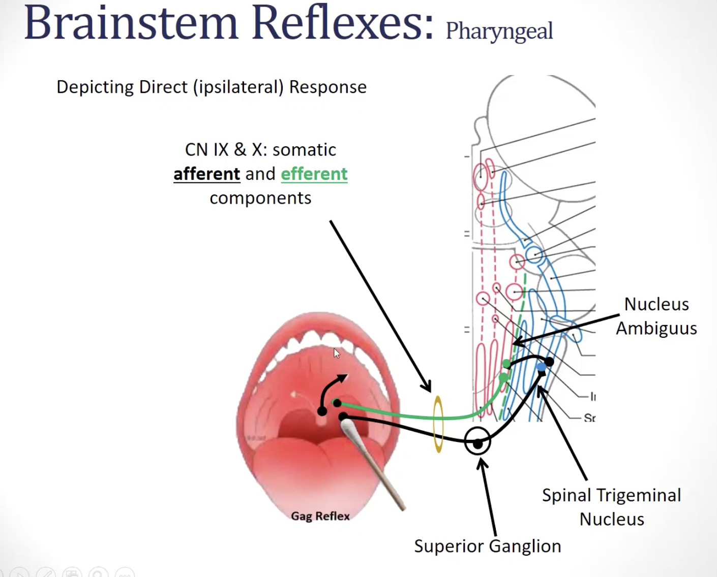 <ul><li><p><strong><u>***pharyngeal reflex</u></strong>: (***<strong>CN IX</strong> and ***<strong>CN X</strong>)- <u>direct and consensual</u></p><ul><li><p><strong><u>circuit:</u></strong></p><ul><li><p><strong><em><u>afferent limb</u></em></strong><em><u>:</u></em> ***<strong><u>nociceptive fibers</u></strong> <strong>of the<u> </u><em><u>glossopharyngeal and vagus nerves </u></em><u>project to the </u><em><u>spinal trigeminal nucleus</u></em></strong></p></li><li><p><strong><em><u>2nd order neurons of the spinal trigeminal nucleus</u></em><u> project to the </u><em><u>nucleus ambiguus</u></em><u> bilaterally</u></strong></p></li><li><p><strong><em><u>efferent limb</u></em></strong><em><u>:</u></em> ***<strong><u>motor fibers from the </u><em><u>nucleus ambiguus </u></em><u>traveling in the </u><em><u>glossopharyngeal and vagus nerve</u></em><u> project to posterior oral and pharyngeal muscles</u></strong></p></li></ul></li></ul></li></ul><p><strong><u>***function</u></strong></p><ul><li><p><strong><u>prevent someone from choking</u></strong></p></li></ul><p><strong><u>image</u></strong></p><ul><li><p><strong><u>afferent/sensory limb/information comes in </u></strong>and is <strong><u>carried on </u><em><u>CN IX </u></em></strong>(glossopharyngeal nerve)</p></li><li><p><strong><u>contacts a </u><em><u>second-order neuron in the spinal trigeminal nucleus</u></em></strong></p></li><li><p><strong><u>second-order neuron causes </u><em><u>bilateral activation</u></em><u> of the </u><em><u>motor neurons in the nucleus ambiguus (which travels on CN X)</u></em></strong></p></li><li><p>—&gt; <strong><u>activates muscles to pull/deviate uvula toward the activated side + causes innervation of muscles of the soft palate</u></strong></p></li><li><p>—&gt; <strong><u>also has a consensual response (i.e. straight elevation of the soft palate)</u></strong></p></li></ul><p></p>