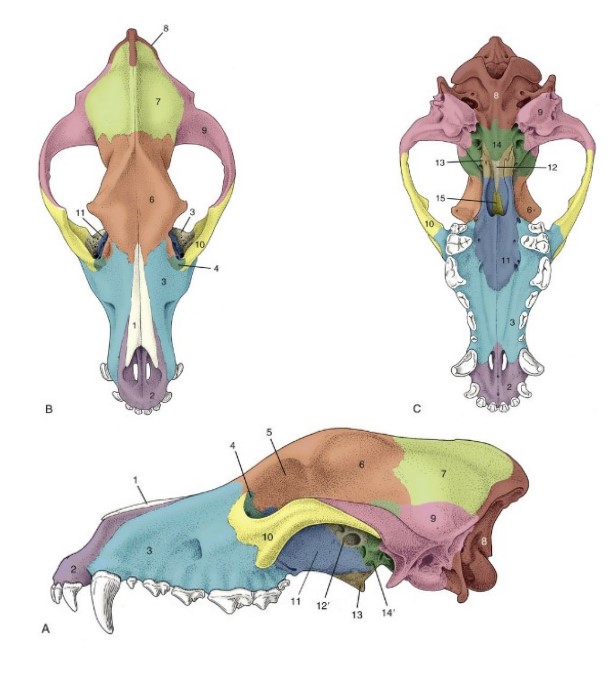 * lateral part of the face
* part of the hard palate
* holds upper canine and cheek teeth

*#3 blue*