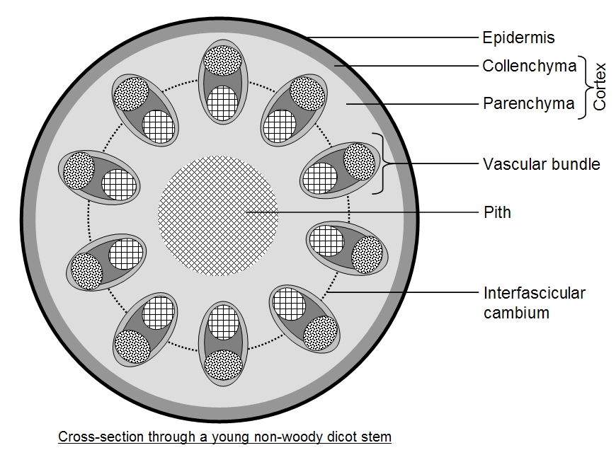 <p>diagram should include: Epidermis, cortex, vascular bundles (xylem, phloem, cambium) pith</p>