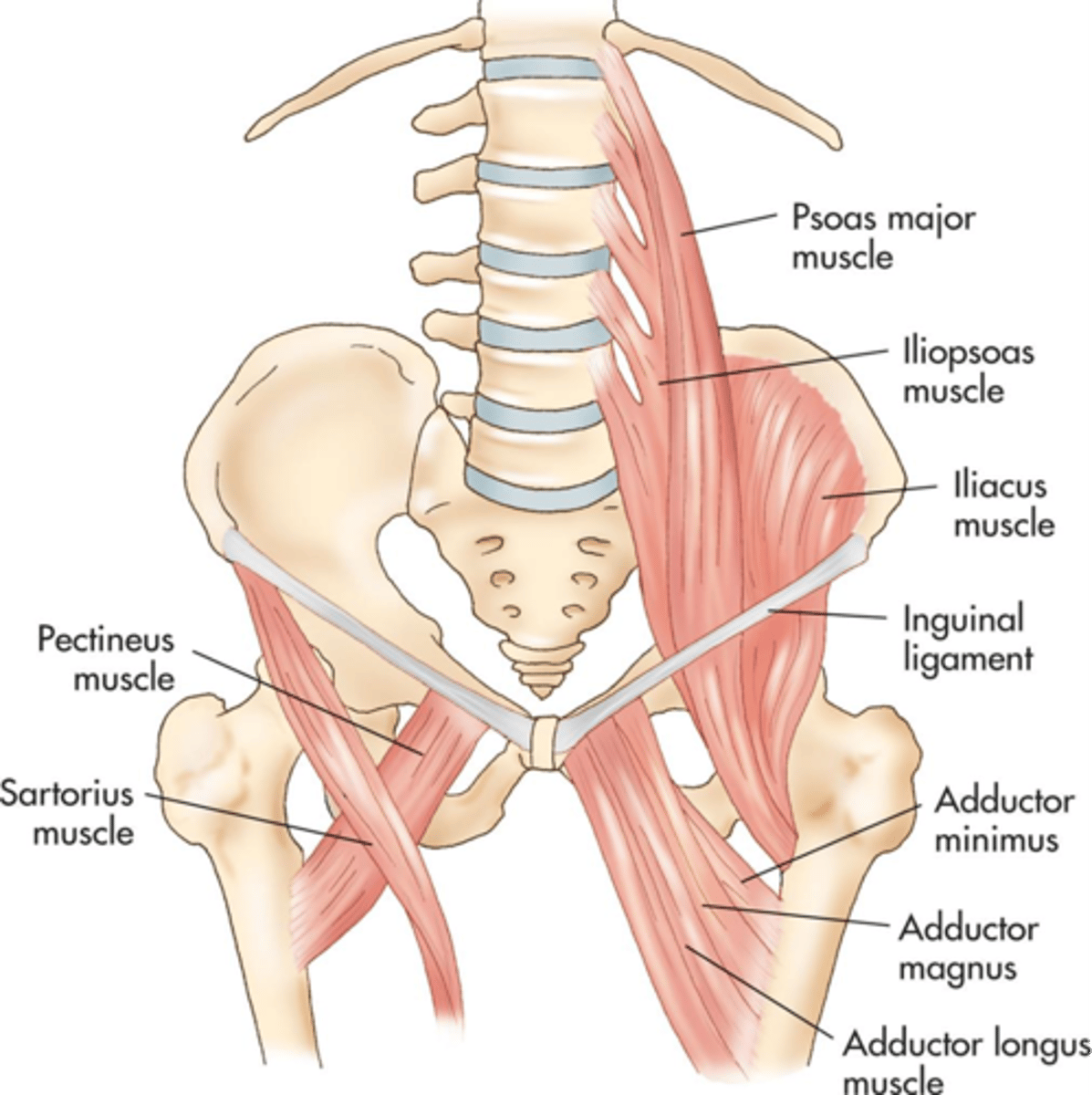 <p>anteroinferior; lesser trochanter</p>