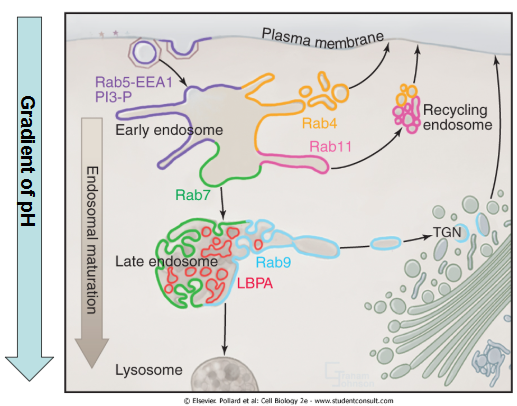 <ul><li><p>5: regulates early endosome formation and vesicle sorting and trafficking</p></li><li><p>7: late endosome maturation and the fusion of late endosomes with lysosomes</p></li><li><p>11: recycling endosomes, especially in the recycling of membrane proteins back to the plasma membrane</p></li><li><p>4: early endosome recycling and sorting</p></li><li><p>9: protein recycling and retrograde trafficking from late endosomes to the Golgi</p></li></ul><p></p>