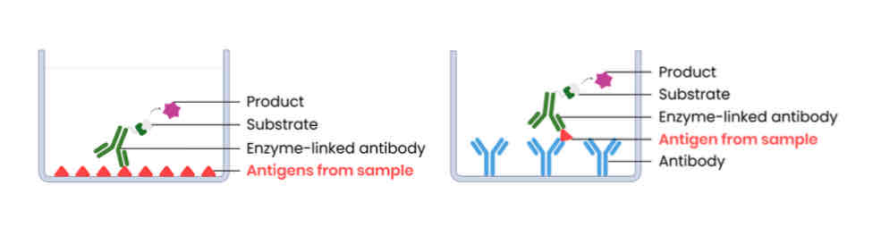 <p>Explain the use of antibodies in the ELISA (enzyme-linked immunosorbent assay) test to detect antigens</p>